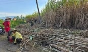 Recover position for sugarcane: Farmers increasingly turn away